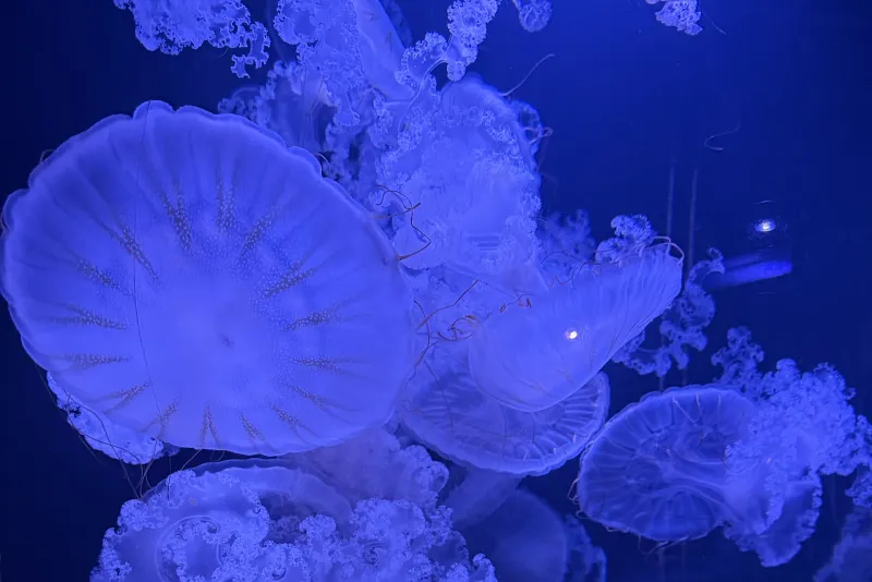 Atlantic sea nettles in an aquarium tank, their pale bells trailing long, thin tentacles