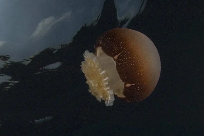 A cannonball jelly swimming, its round brown-banded bell and frilled center clearly visible