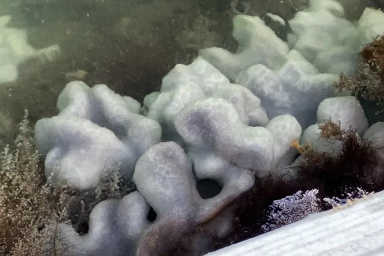 Live sea pork colonies, smooth gray-lavender lobes with a pattern of tiny pores, growing under a dock in St. Augustine, Florida