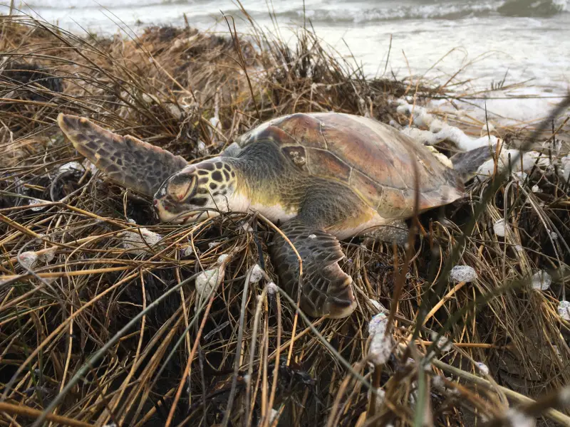 Cold-stunned sea turtles