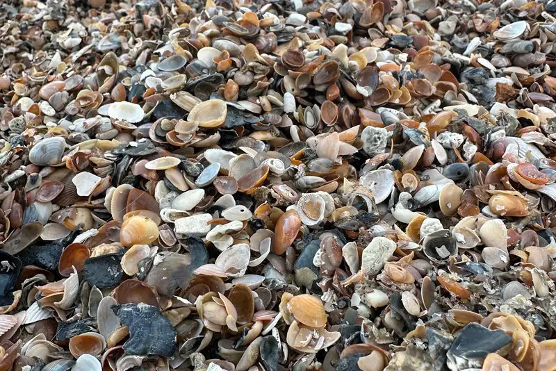 A thick bed of small shells in orange, white, brown and black on the shore at Fish Haul Beach