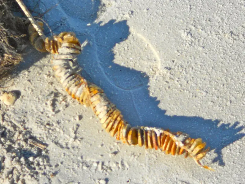 A long string of papery, coin-shaped whelk egg capsules lying on pale sand