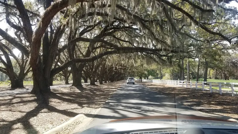 A paved path under the arching, moss-draped live oaks of Belfair’s Avenue of the Oaks
