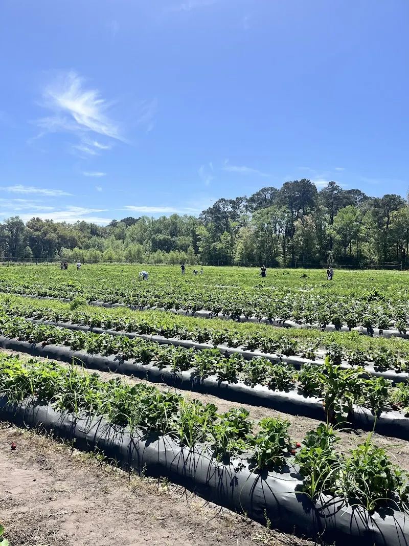 Dempsey Farms