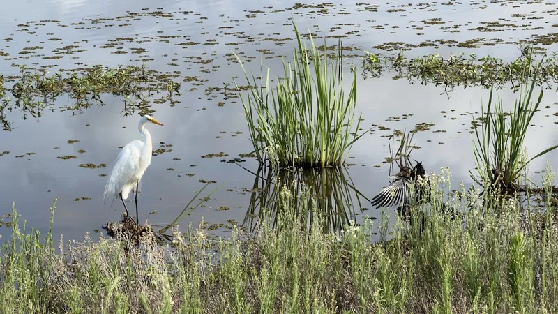 A great egret wading in a marsh pond with lily pads at the Savannah National Wildlife Refuge near Hardeeville