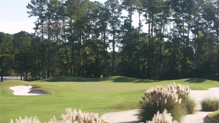 Fairway bunker and pampas grass with tall pines behind on the Island West golf course