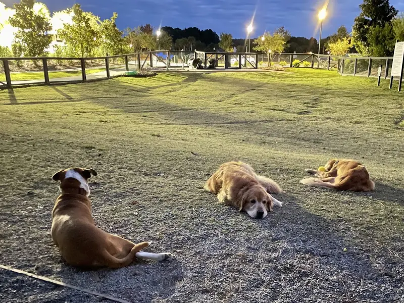 North Dog Park