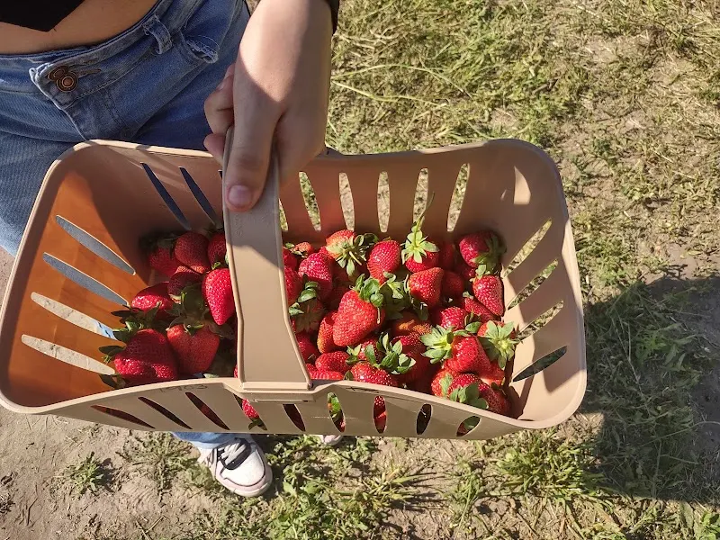 A basket of freshly picked red strawberries held over a strawberry field