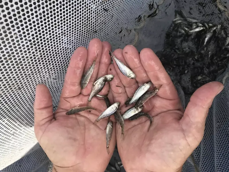 A handful of hatchery-raised juvenile red drum held over a net