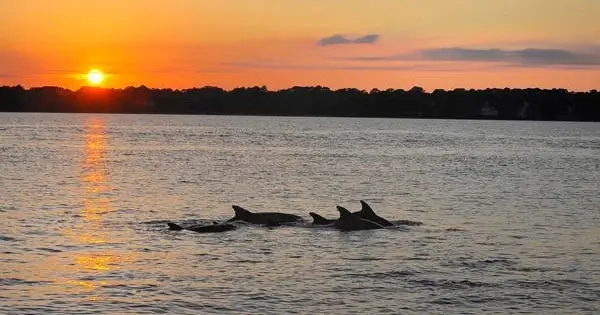 Sunset Dolphin Cruise