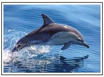 Dolphin Charters in Hilton Head Island SC