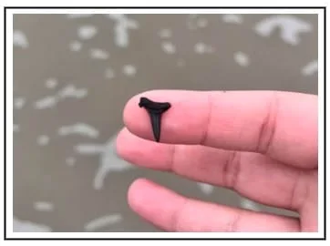 Shark Teeth Hilton Head, SC