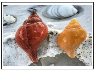 Shells on Hilton Head Island, SC