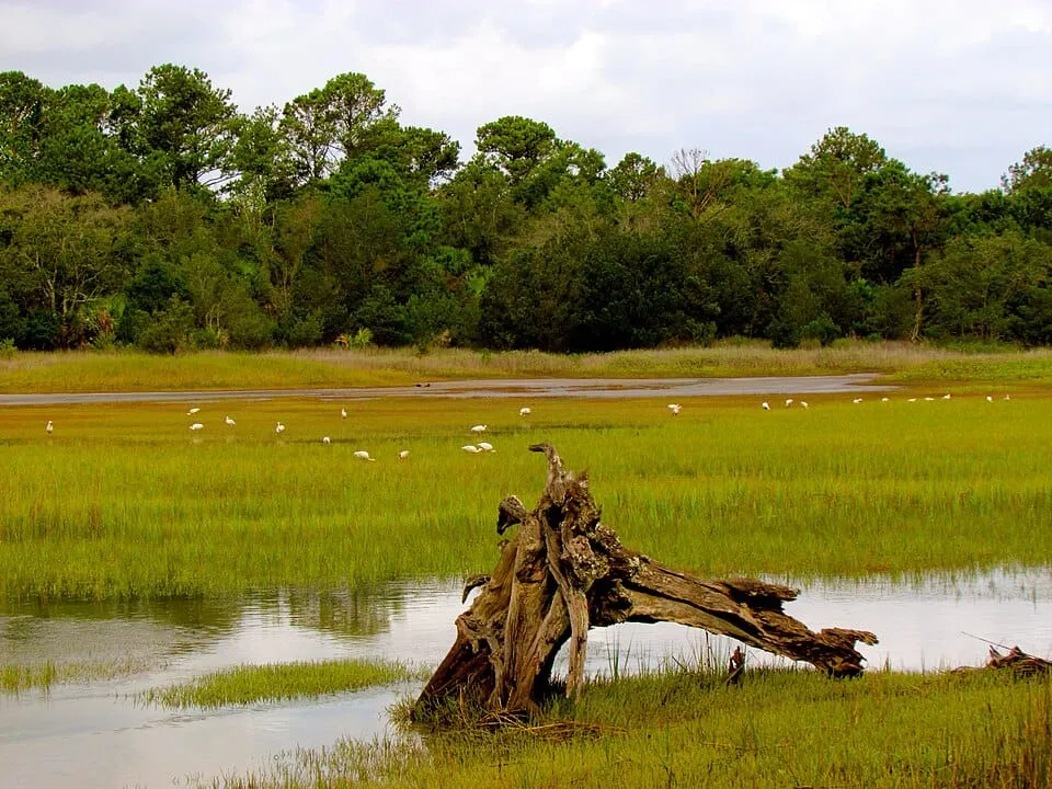Pinckney Island SC National Wildlife Refuge
