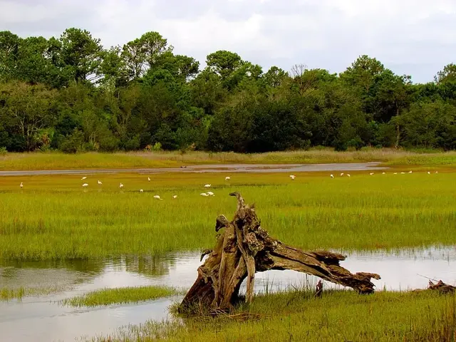 Pinckney Island