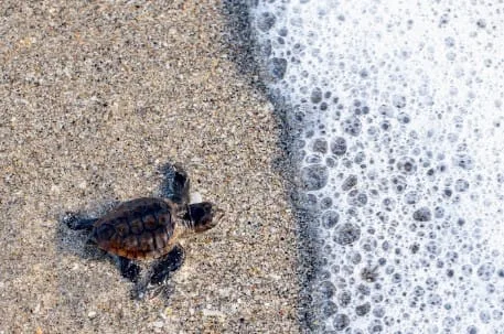 A loggerhead hatchling on wet sand at the edge of the surf, a line of sea foam just ahead of it