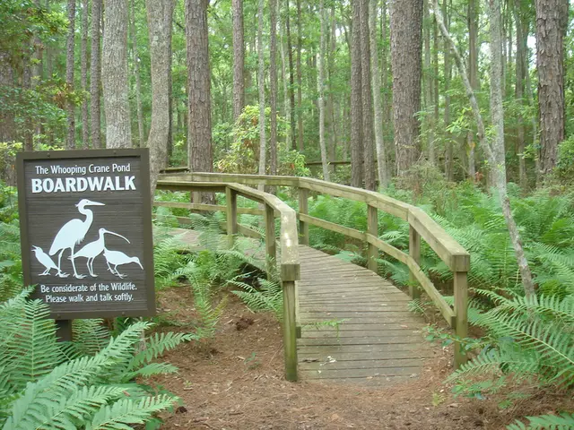 The start of the Whooping Crane Pond boardwalk among ferns and pines, beside its sign asking visitors to walk and talk softly
