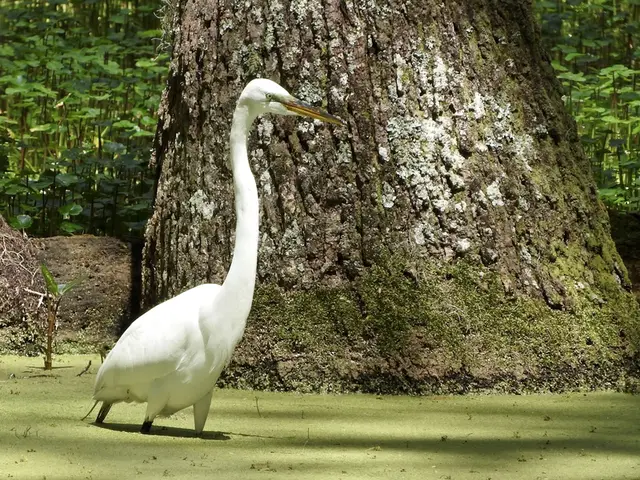 A great egret wading through duckweed at the foot of a large tree in Whooping Crane Pond
