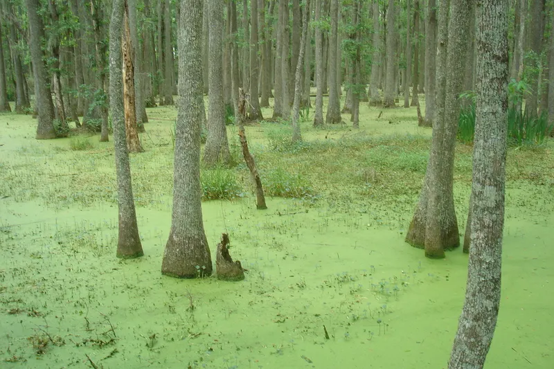 Whooping Crane Pond Conservancy