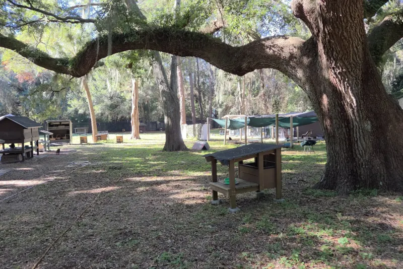 All About Cats Sanctuary