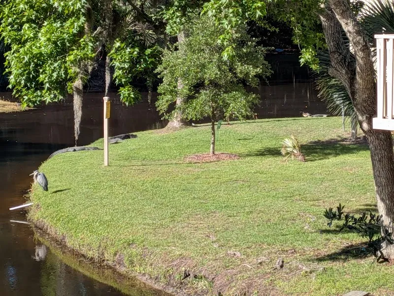 A wading bird at the edge of a lagoon by Night Heron Villas, Sea Pines
