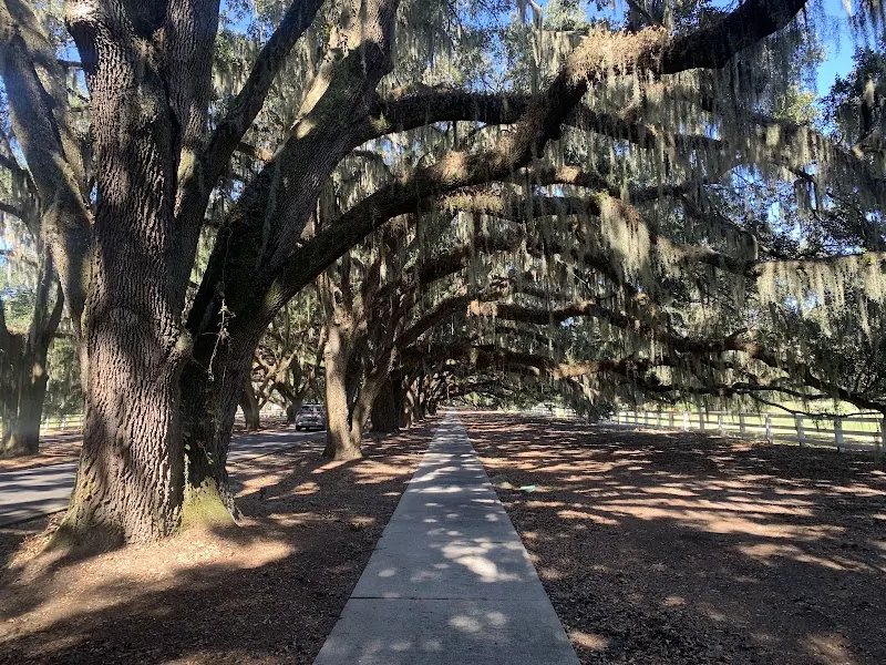 The oak allée at Belfair