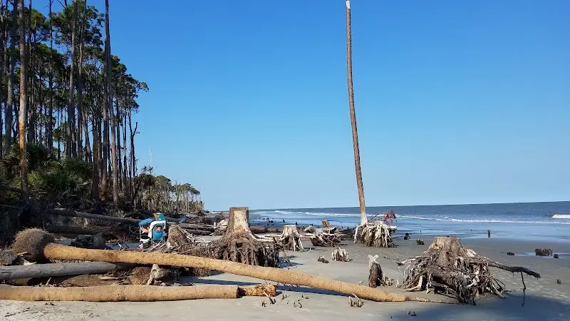 Fallen and broken trees on the sand at the edge of the forest at Hunting Island, the stretch called the boneyard
