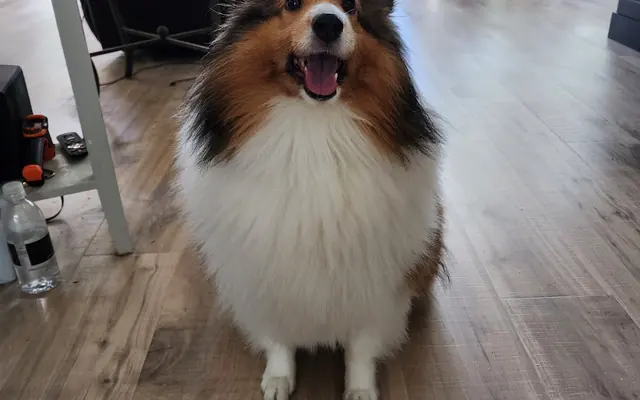 dog people