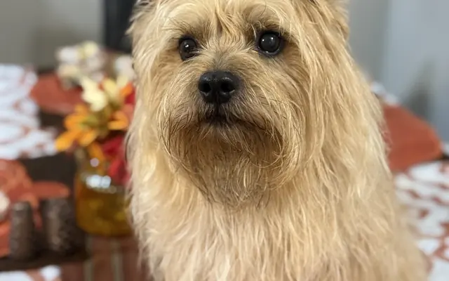 Groomingdales