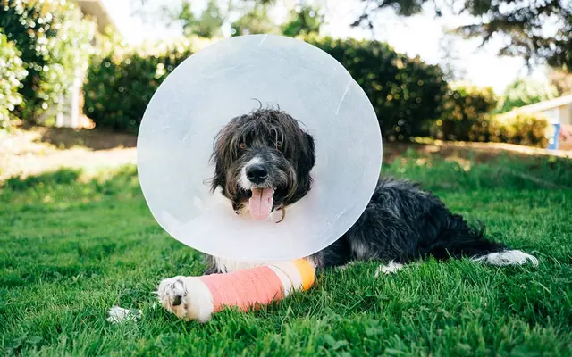 Hilton Head Veterinary Clinic