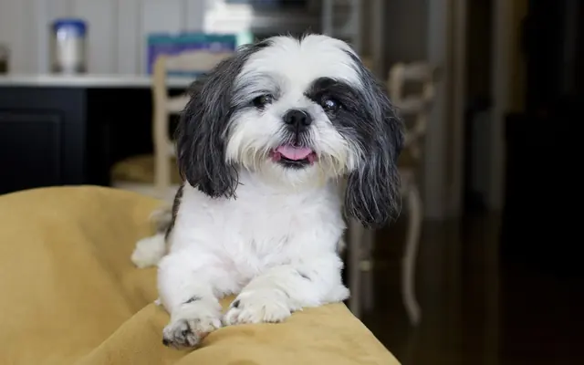 Plantation Animal Hospital