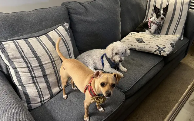 Southpaw Pet Resort
