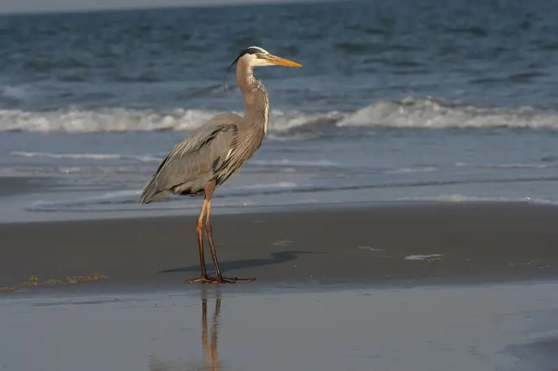 Hilton Head in winter