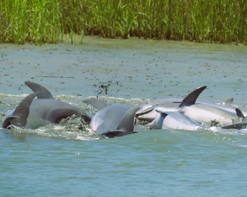 A pod of bottlenose dolphins surfacing together in a tidal creek beside a bank of marsh grass
