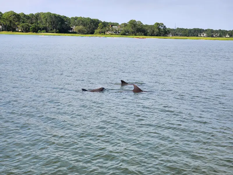 Dolphin Seafari