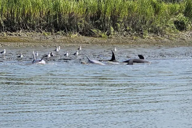 Dolphin tours