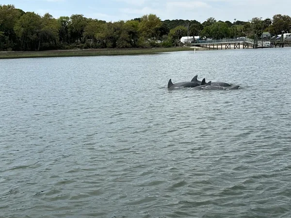 Dolphins surfacing in the water seen from a Destination Boat Clubs boat