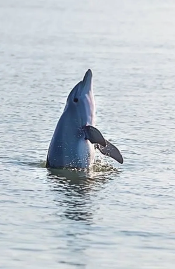 A dolphin rising out of the water on a Dolphin and Nature Tours cruise