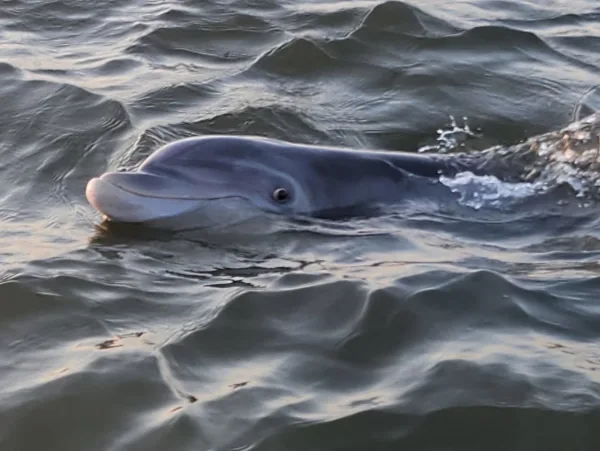 A dolphin swimming beside the boat on a Dolphin Discoveries trip