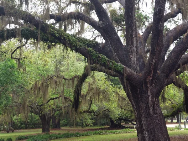 A live oak draped with Spanish moss on the Gullah Heritage Trail Tour