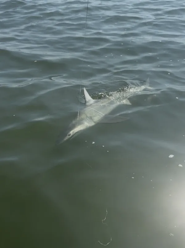 A shark on the line beside an IslandAce Adventure Tours boat