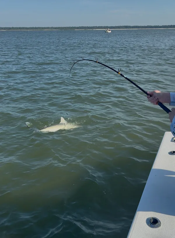 A shark on the line beside the Mighty Mako Sport Fishing boat