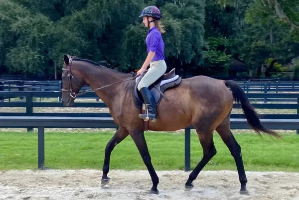 A young rider on a horse in the ring at Moss Creek Equestrian Center
