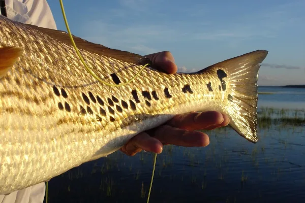 A spotted sea trout held up on an Off The Hook Fishing Charters trip
