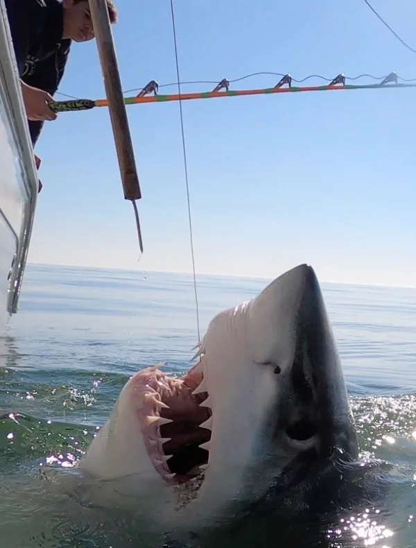 A shark surfacing beside the Outcast Sport Fishing boat