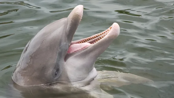 A dolphin with its head out of the water beside the Tale Hunter boat