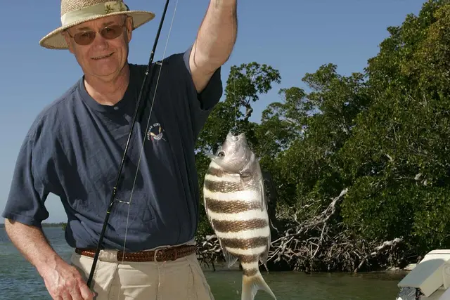 An angler in a sun hat holding up a black-and-white striped sheepshead on his line, mangroves behind him