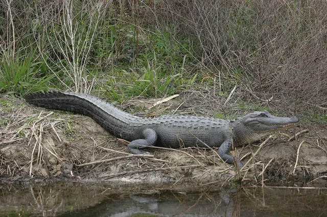 Alligators on Hilton Head