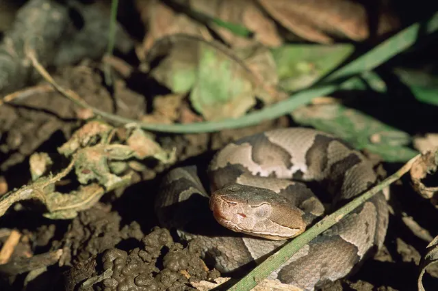 Snakes on Hilton Head