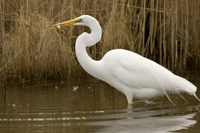 Hilton Head birds